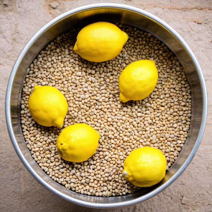 Planter des Graines de Citron